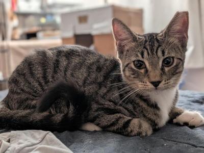 Sherlock Holmes Tabby Tuxedo Kittens - Bengal - Gallery Photo #1