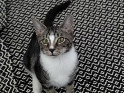 Sherlock Holmes Tabby Tuxedo Kittens - Bengal - Gallery Photo #1