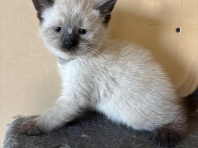 Bod - Siamese - Gallery Photo #1