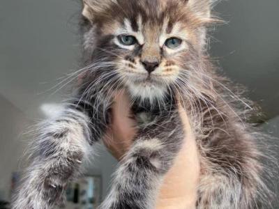 Coco Luna Milo Simba Bella - Maine Coon - Gallery Photo #1