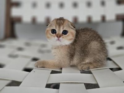 Sonia - Scottish Fold - Gallery Photo #1