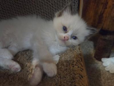 Purrito - Ragdoll - Gallery Photo #1