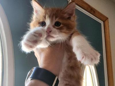 CoJack - Maine Coon - Gallery Photo #1