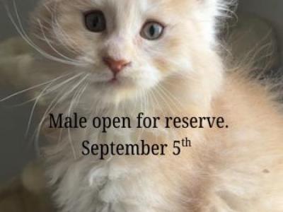 Michigan - Maine Coon - Gallery Photo #1
