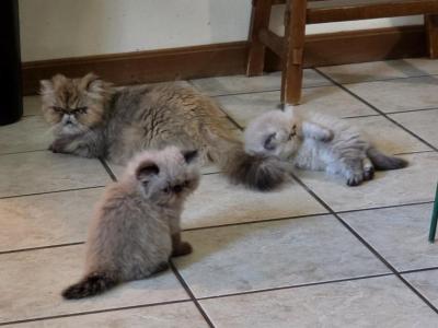 Rayne's Himalayan's - Himalayan - Gallery Photo #1