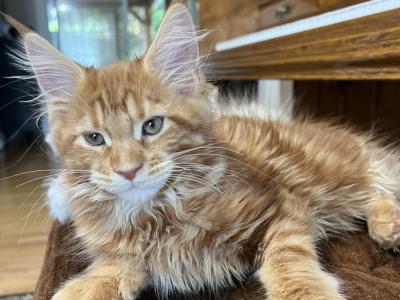 Creamsicle Litter - Maine Coon - Gallery Photo #1