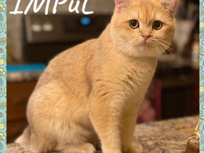 IMPUL - British Shorthair - Gallery Photo #1