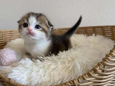 Girl Scottish Fold Kitten - Scottish Fold - Gallery Photo #1