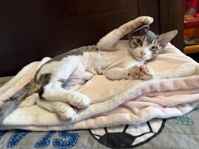 Hotpot - Devon Rex - Gallery Photo #1
