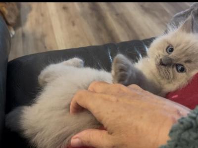 Sampson - Ragdoll - Gallery Photo #1