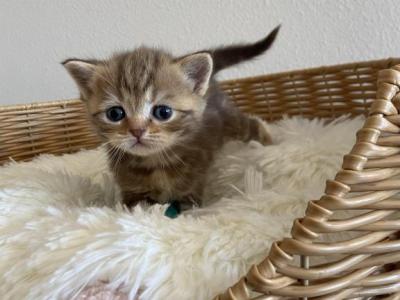 Chocolate Marble Scottish Kitten - Scottish Straight - Gallery Photo #1