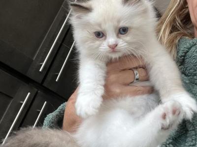 Stellla - Ragdoll - Gallery Photo #1