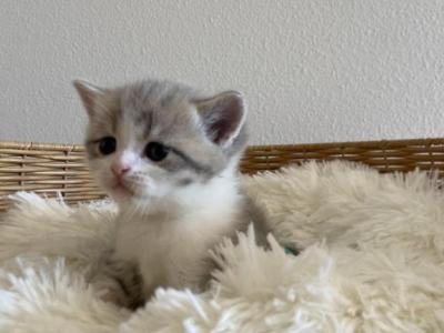 Bicolor Scottish Kitten - Scottish Straight - Gallery Photo #1