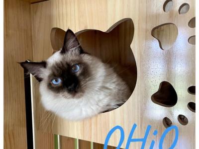 OHiO - Ragdoll - Gallery Photo #1