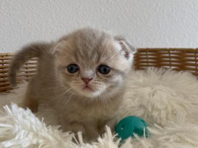 Beige Scottish Fold Kitten - Scottish Fold - Gallery Photo #1