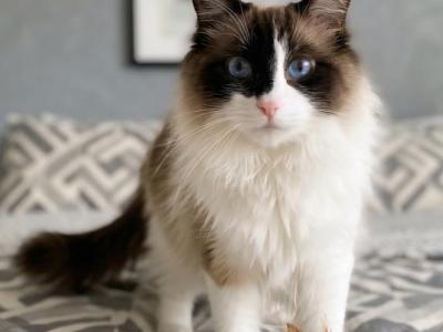 Zander The Ragdoll - Ragdoll - Gallery Photo #1