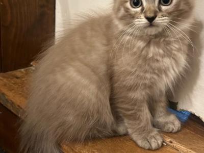 Mink Seal Lynx - Ragdoll - Gallery Photo #1