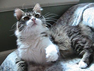 Scotty Siberian - Siberian - Gallery Photo #1