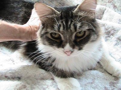 Scotty Siberian - Siberian - Gallery Photo #1