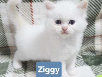 Ragdoll Kittens - Ragdoll - Gallery Photo #1