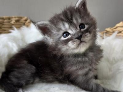 Male Mainecoon Kittens - Maine Coon - Gallery Photo #1