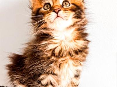 Maine Coon Male - Maine Coon - Gallery Photo #1
