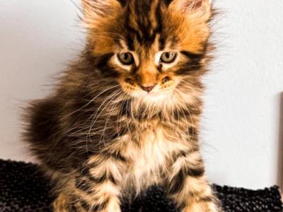 Maine Coon Female - Maine Coon - Gallery Photo #1