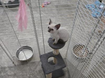 Dee - Devon Rex - Gallery Photo #1