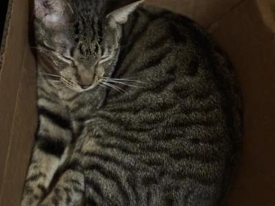 Baby - Manx - Gallery Photo #1
