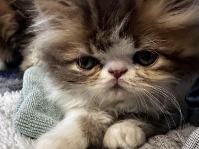 Hermes - Persian - Gallery Photo #1