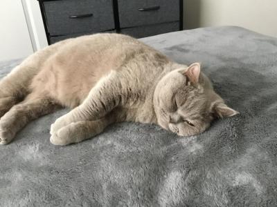 Mia - British Shorthair - Gallery Photo #1
