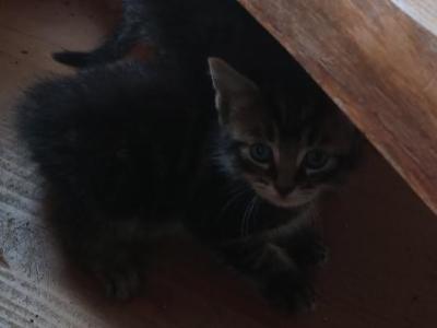 Skittles Litter - Maine Coon - Gallery Photo #1