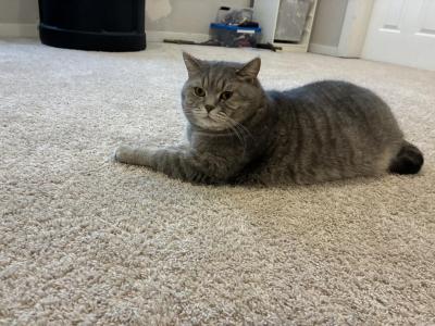 Max - Scottish Straight - Gallery Photo #1