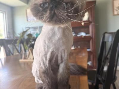 Snowflake - Himalayan - Gallery Photo #1