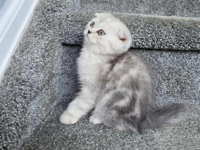 Maik - Scottish Fold - Gallery Photo #1