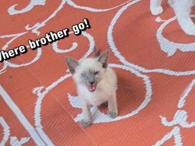 Colin Blue Point Siamese Kitten - Siamese - Gallery Photo #1