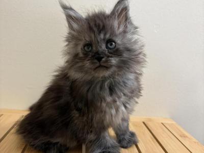 Simba Polydactyl Black Smoke - Maine Coon - Gallery Photo #1