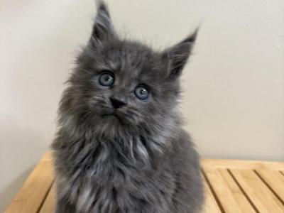 Zuri Blue Smoke - Maine Coon - Gallery Photo #1