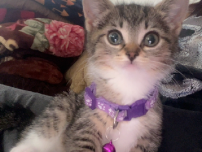Kittens - American Shorthair - Gallery Photo #1