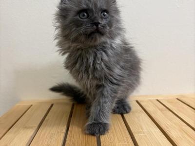 Nala Blue Smoke - Maine Coon - Gallery Photo #1