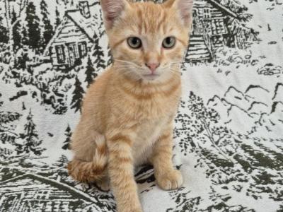 Orange Tabby - Siamese - Gallery Photo #1
