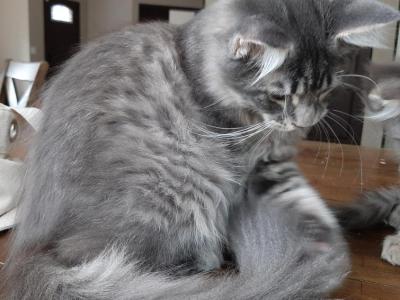 Buddy Big Male Purebred Maine Coon - Maine Coon - Gallery Photo #1