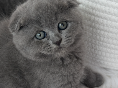 Scottish Fold Boy Round Face Puffy Cheeks - Scottish Fold - Gallery Photo #1