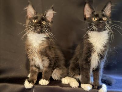 Black Smoke - Maine Coon - Gallery Photo #1