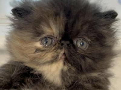 Tortoiseshell Girl - Persian - Gallery Photo #1