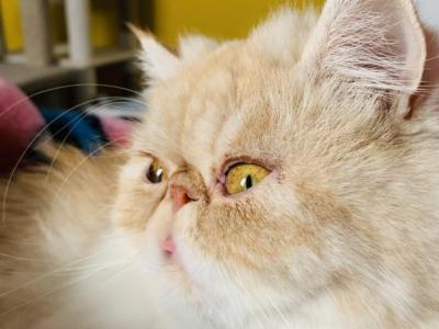 Kim - Persian - Gallery Photo #1