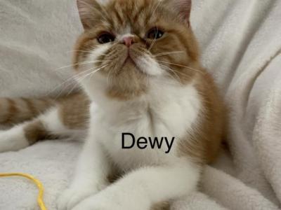 Exotic Shorthair And Longhair Kittens - Exotic - Gallery Photo #1