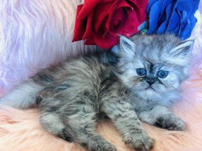 Prince Loverboy - Persian - Gallery Photo #1