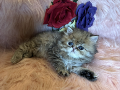 Princess CoCo - Persian - Gallery Photo #1