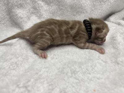 Black Collar - Bengal - Gallery Photo #1